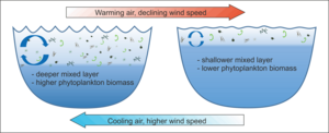 Phytoplankton in the mixed layer
