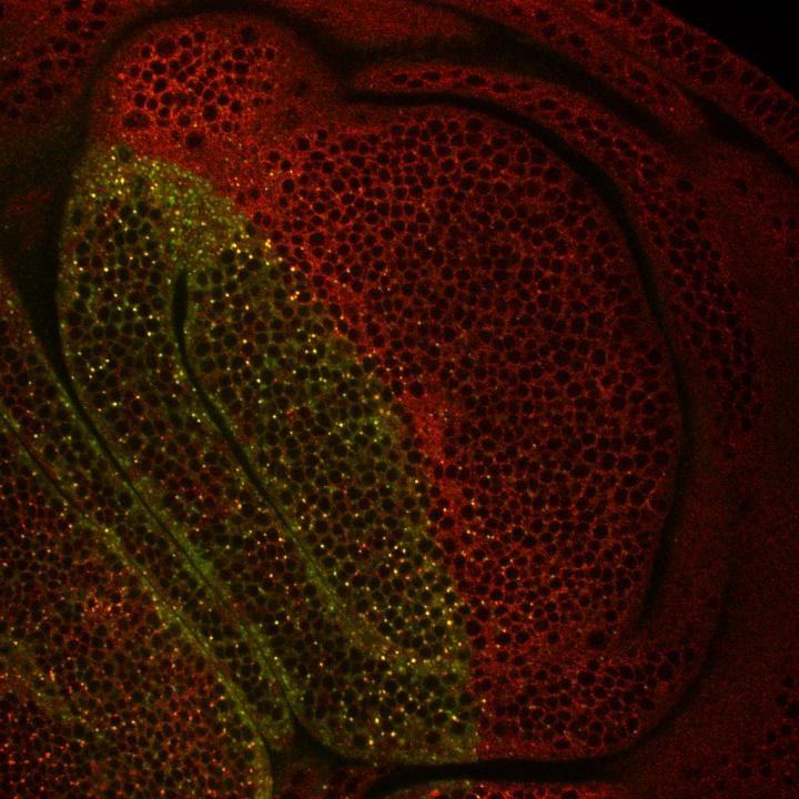 Protein Pentagone Controls the Development of Fruit Fly Wings
