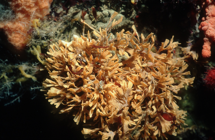 A bryozoan, at 32m depth at Signy Island, Antarctica.