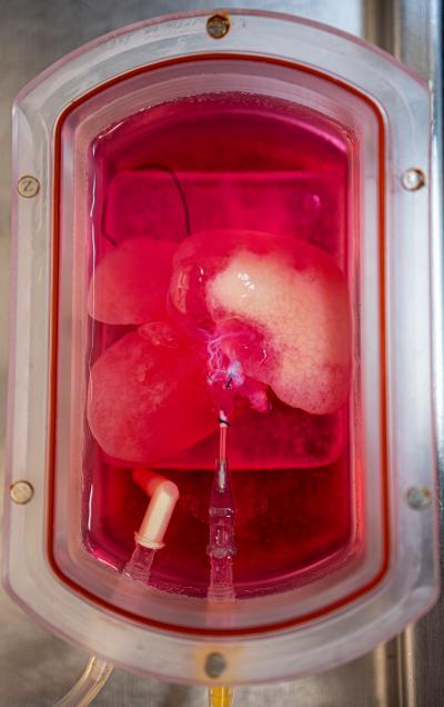 Lab-Grown Mini Liver in a Bioreactor