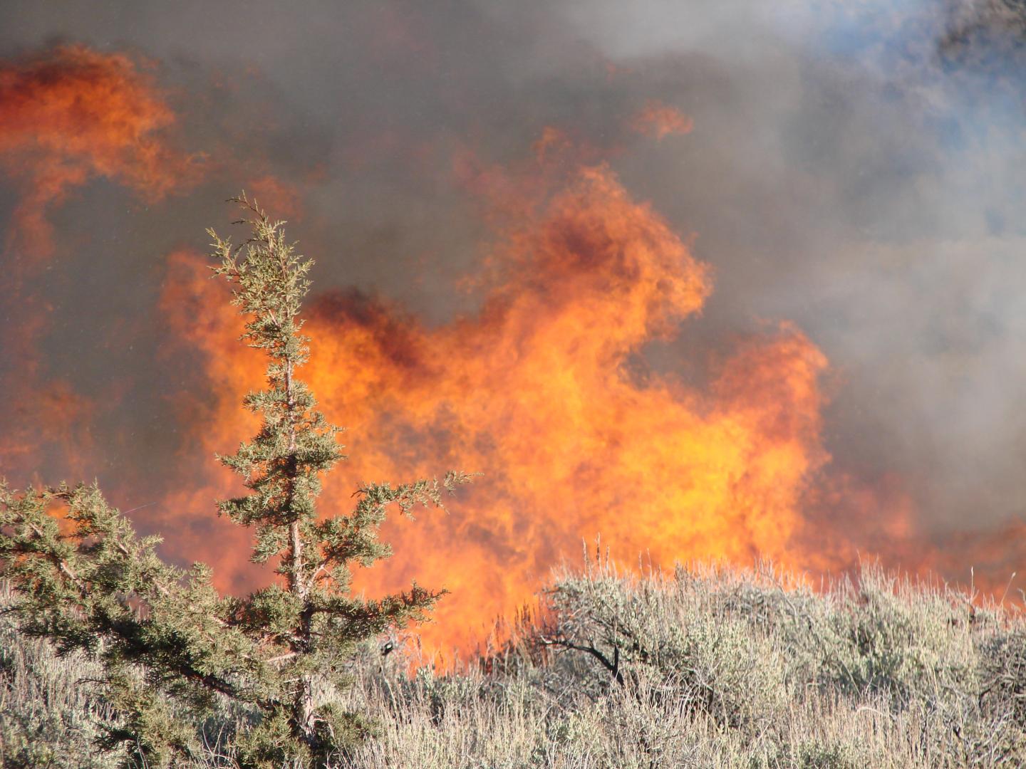 Prescribed Burning to Save Sage-Grouse Habitat