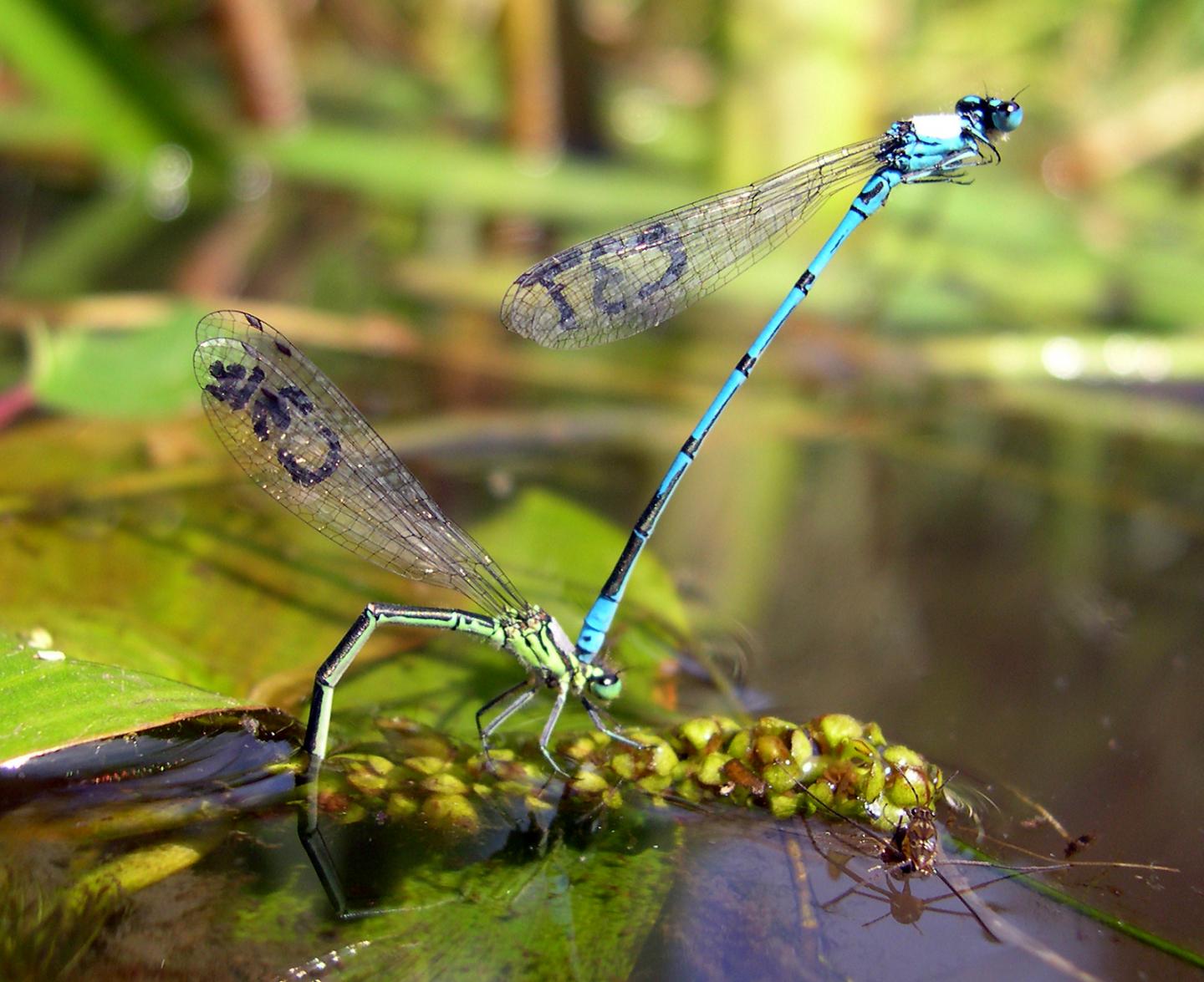 Azure Damselflies Make a Heart Shape as They Mate (1 of 2)