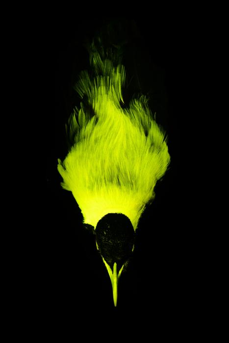 Bird-of-paradise biofluorescence