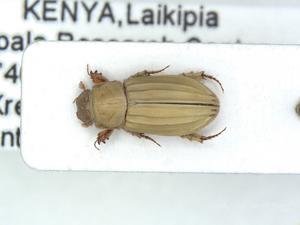 Dung beetle Sybax impressicollis