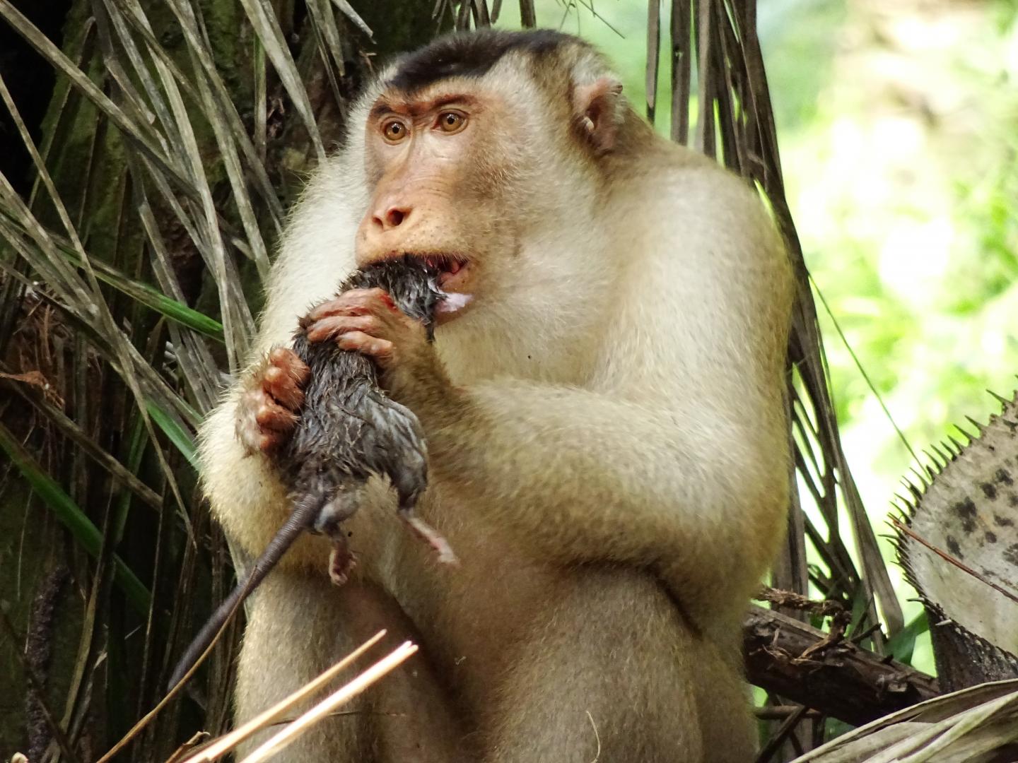 Adult Male Pig-Tailed Macaque Consuming a Rat at the Oil Palm Plantations