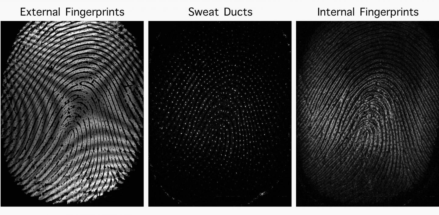 A New Fingerprint Imaging System that Peers inside the Finger to Take a Picture