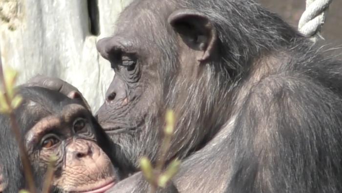 Photo: Apes Remember Friends They Haven’t Seen for Decades