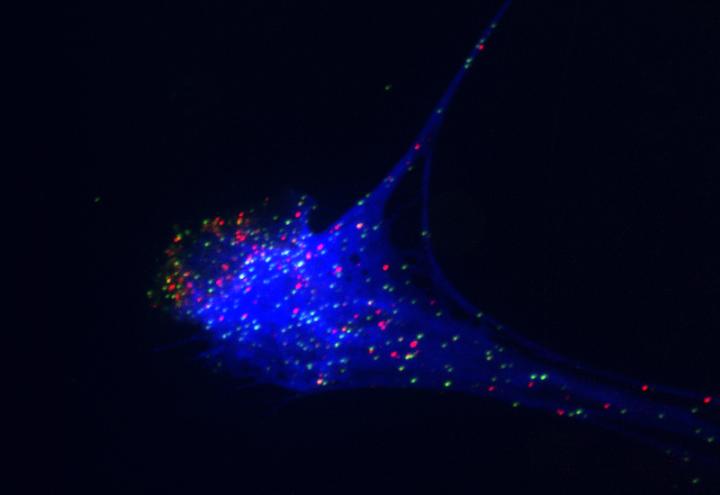 Bad Actors in COVID-19?