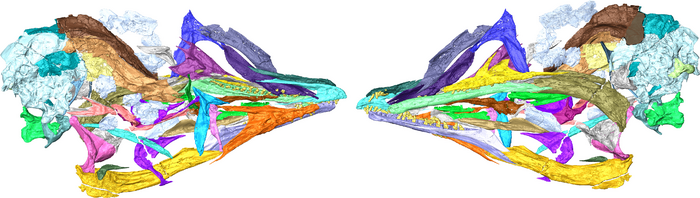 Digital reconstruction of the skull of the 120-million-year-old bird Yuanchuavis kompsosoura from northeastern China