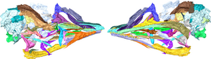 Digital reconstruction of the skull of the 120-million-year-old bird Yuanchuavis kompsosoura from northeastern China