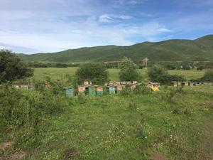 apiary in Sichuan