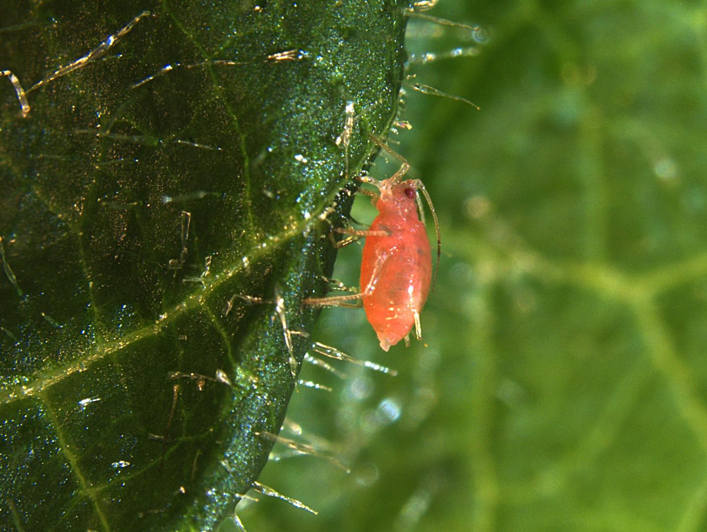 Green Peach Aphid