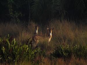 Spotted deer