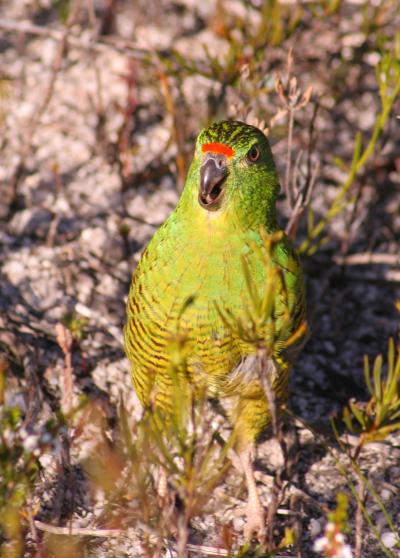 Western Ground Parrot