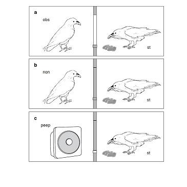 Can Ravens Think in the Abstract?