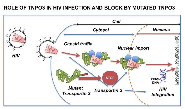 Mutation that Causes Rare Muscle Disease Protects against HIV-1 Infection
