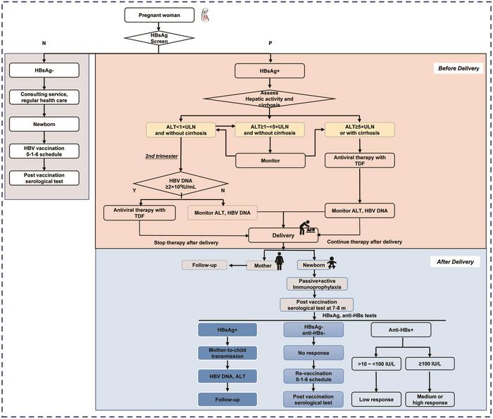 Management algorithm for preventing mother-to-child transmission of hepatitis B virus