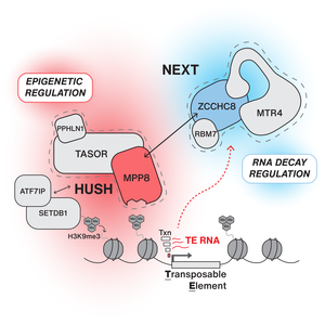 HUSH and NEXT complexes