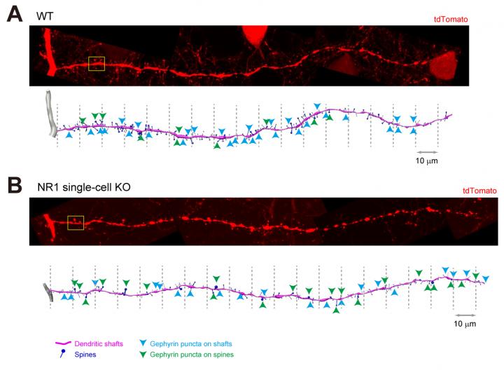 Quantitative Analyses of Synapses in Wild-Type and NMDAR-Deficient Neurons
