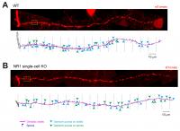 Quantitative Analyses of Synapses in Wild-Type and NMDAR-Deficient Neurons