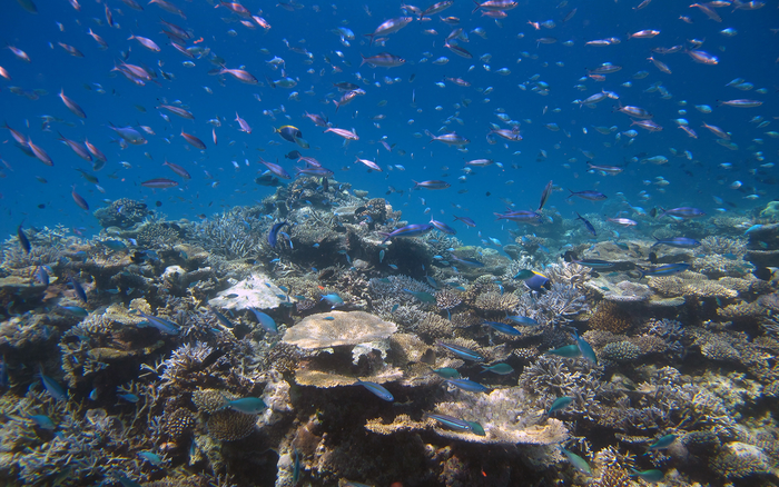 A school of fish on a reef