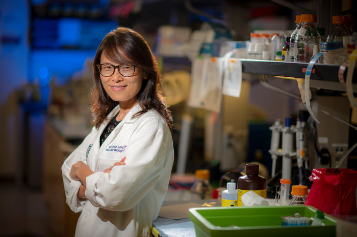 Making veins stronger so heart bypass grafts, dialysis access work better