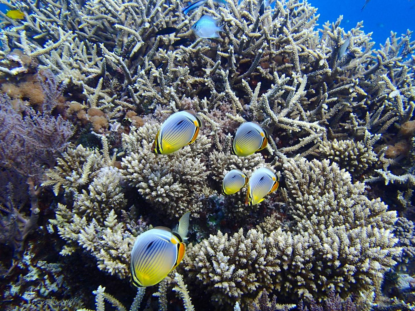 Redfin Butterflyfish