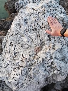 Pleistocene-aged fossil coral within the Key Largo Limestone bedrock