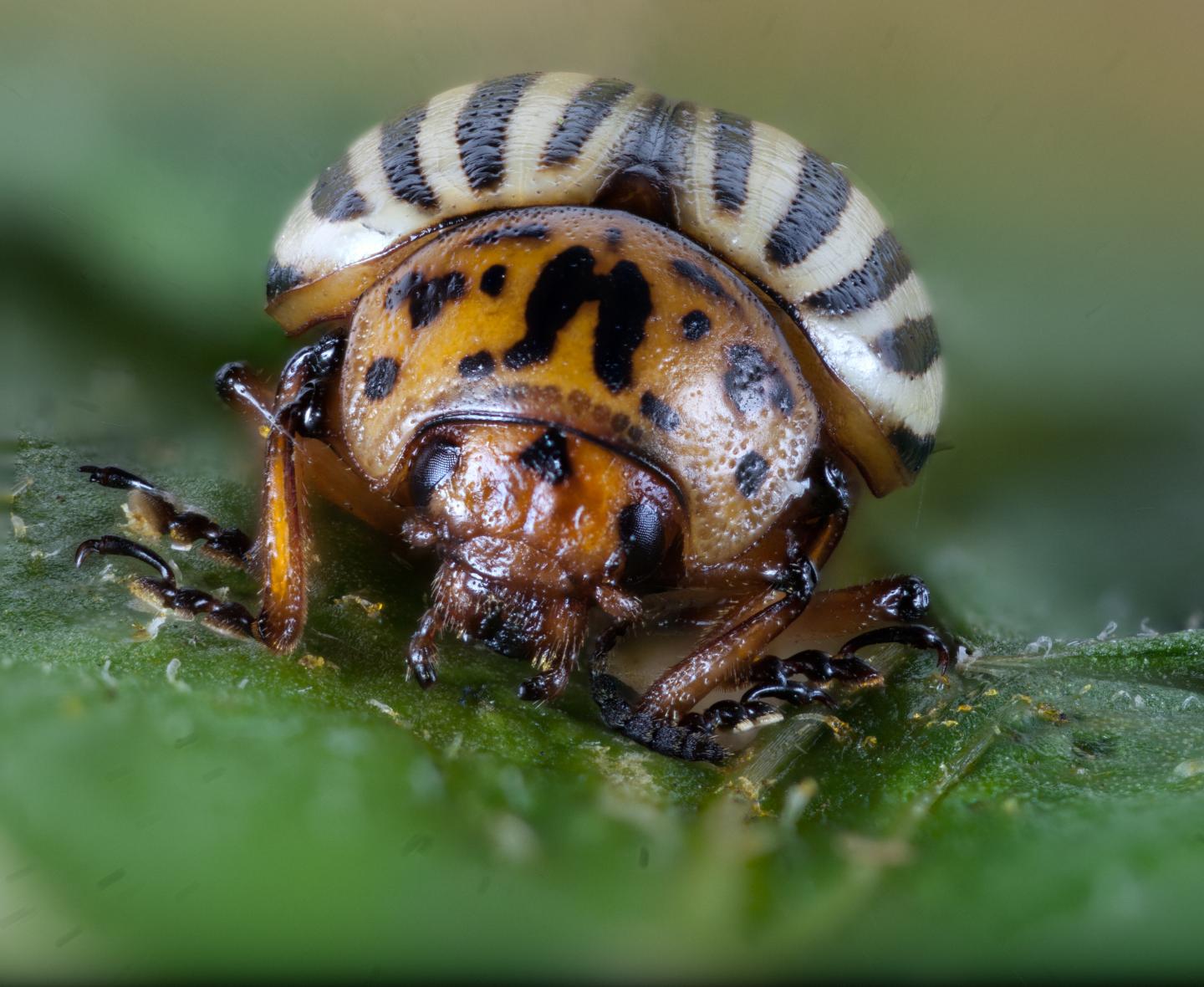 Colorado Potato Beetle