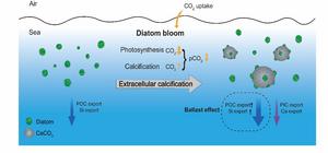 New pathway of diatom-mediated calcification