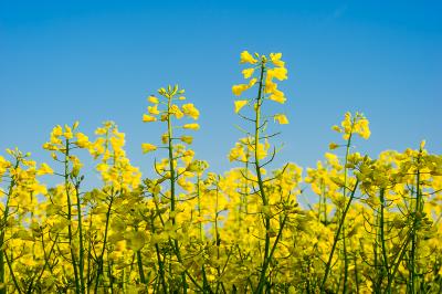 Rapeseed