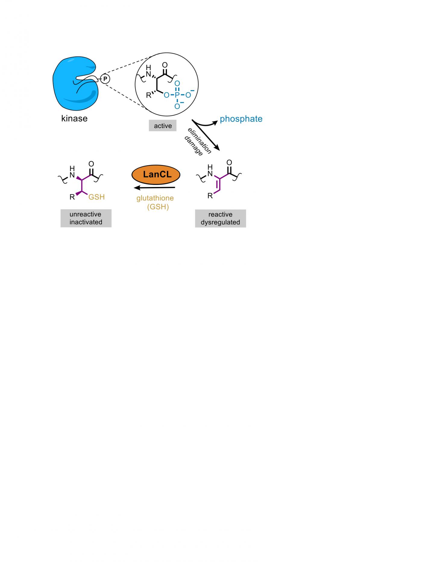 LanCL function