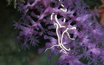 Brittle Stars and Deep-Sea Corals Cover a Known Seamount in the Western Pacific Ocean