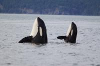Two Killer Whales Spyhopping