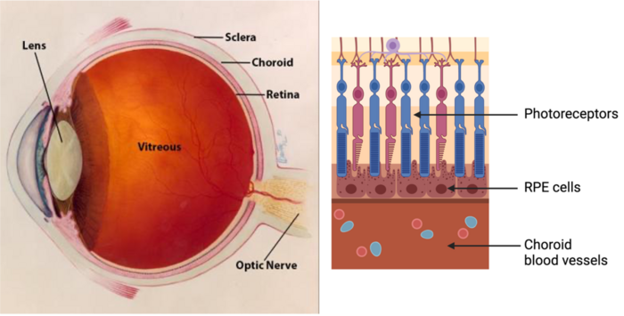 Eye diagram and retinal layers