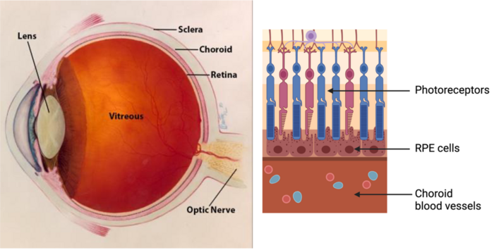 Eye Diagram And Retinal Layers IMAGE EurekAlert Science News Releases