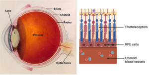 Eye diagram and retinal layers