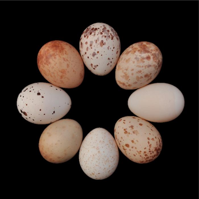 A selection of fork-tailed drongo eggs, each laid by a different female, arranged in a circle.
