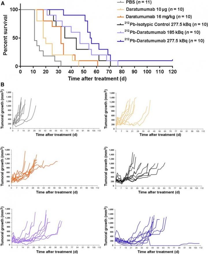 Efficacy of Treatment on Tumor-Bearing Mice