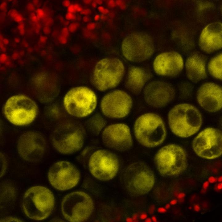 Gypsy1 transposon is active in the microspores  when tapetal small RNAs are absent.