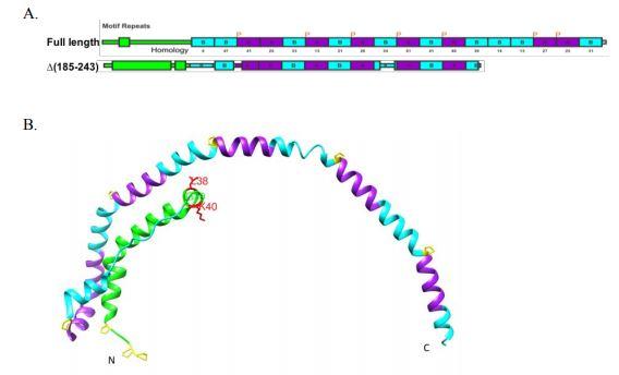 A Molecular Look at High-density Lipoprotein Formation