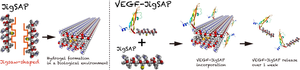 Figure 1: VEGF-JigSAP incorporation into and release from JigSAP hydrogels.