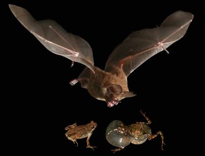 Túngara Frogs and Fringe-Lipped Bat