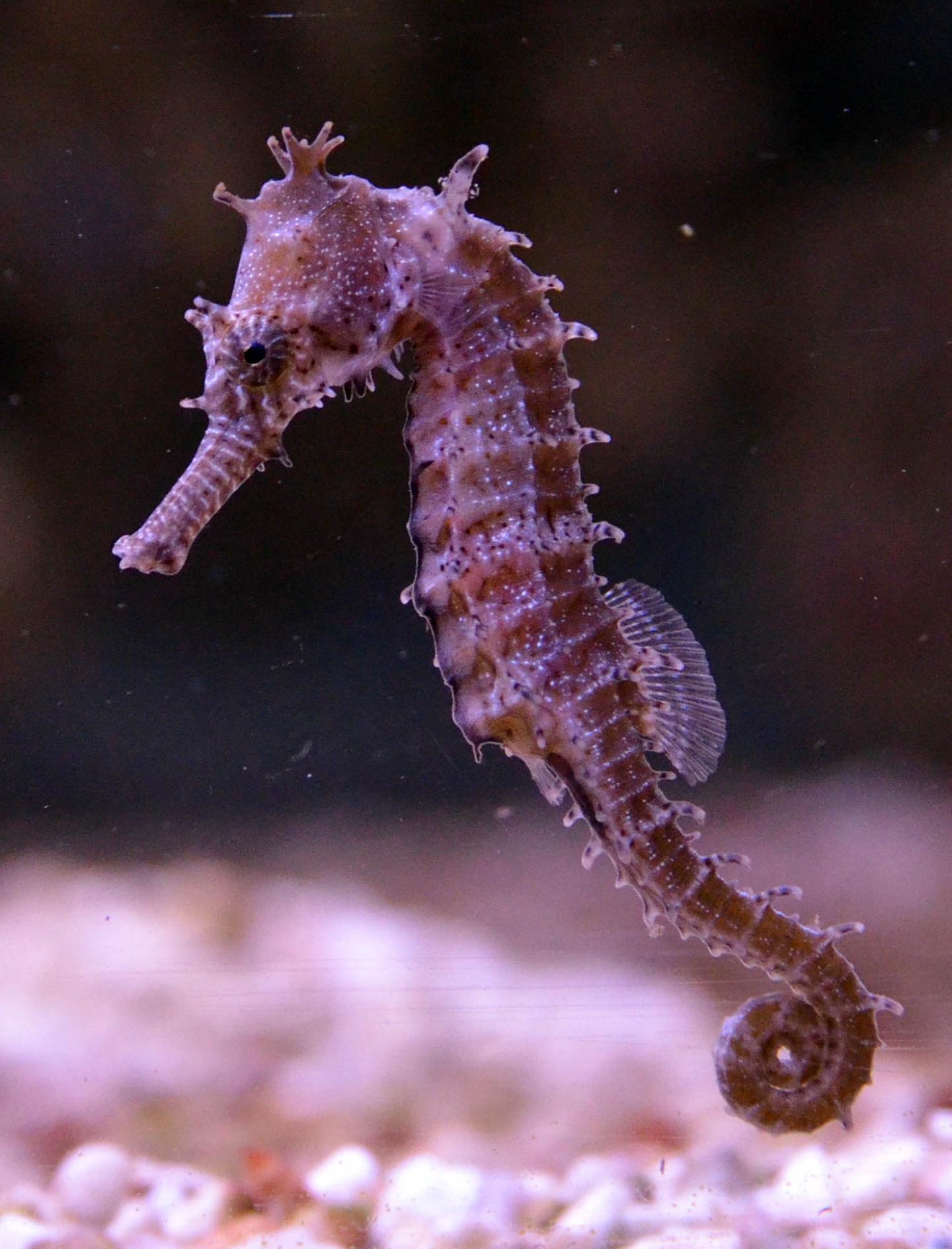 <em>Hippocampus barbouri</em>