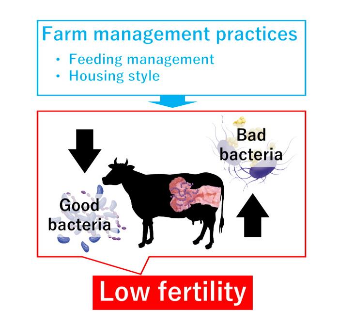 Does the microbial flora in the uterus determine fertility in cows?