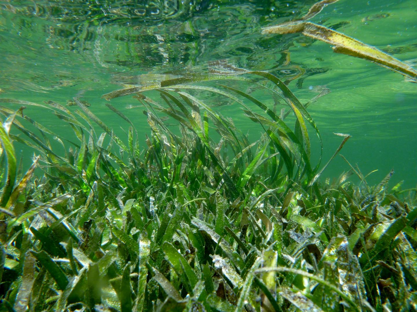 Seagrass Meadows