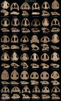 How Some Frogs Evolved 'Extreme' Skulls