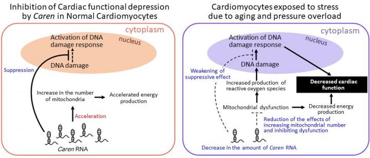 Heart Failure Mechanisms Due to Decreased <I>Caren</i> RNA in Cardiomyocytes