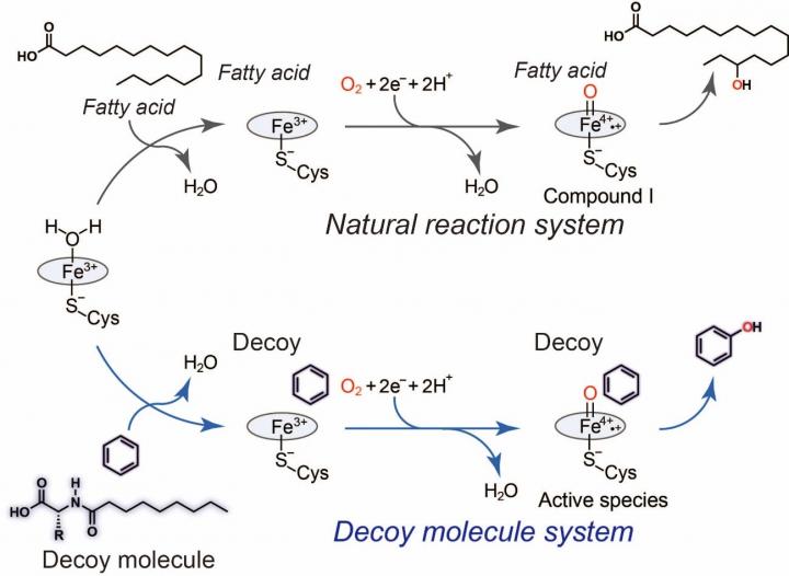 Hydroxylation of Benzene Using Decoy Molecules