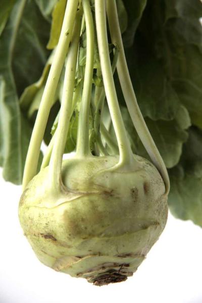 A Bitter Kohlrabi